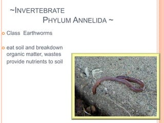 ~Invertebrate 	Phylum Nematoda ~ Examples:Hookworm		Trichinella