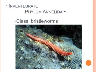 ~Invertebrate 		Phylum Mollusca ~ Soft bodiesHard ShellsLive on land or in waterhave a circulatory system and a complex nervous system.Important food source for humans