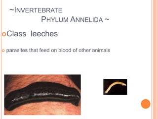 ~Invertebrate 	Phylum Mollusca ~ Class Gastropodasnails and slugsmay have 1 shellstomach-footed - move on stomach