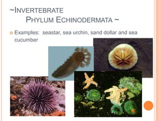 ~Invertebrate Phylum Mollusca ~ Class  Cephalopodssquids and octopusesinternal mantel