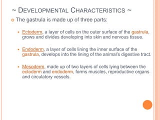  Heterotrophs (consumers) ~ Characteristics ~Have a nervous system to respond to their environment Locomotion relates to ability to obtain foodMost animals develop from a zygote becoming aA single layer of cells surrounding a fluid-filled space forming a hollow ball of cells called a gastrula.