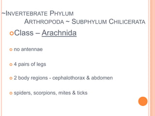 ~Invertebrate		Phylum Annelida ~Class  bristleworms 