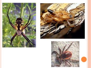 ~Invertebrate		Phylum Annelida ~Class  leechesparasites that feed on blood of other animals