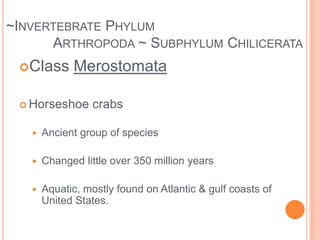 ~Invertebrate		Phylum Echinodermata ~Hard, spiny skinLive in salt waterRadial symmetryname means ‘spiney skinned’endoskeleton