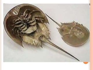 ~Invertebrate		Phylum Echinodermata ~Examples:  seastar, sea urchin, sand dollar and sea cucumber