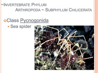 ~Invertebrate 	Phylum Arthropoda ~Body divided into sections/segmentsExoskeleton Jointed legswell developed nervous systemlargest group of organisms on earth