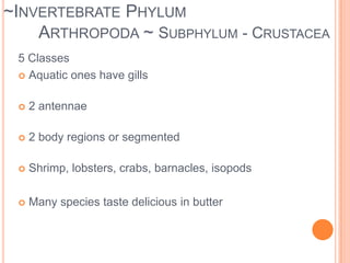 ~Invertebrate 	Phylum Arthropoda ~ 3 subphylums:Classified into classes according to the number of legs, eyes and antennae they have. 