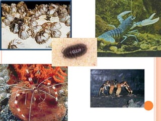 ~Invertebrate 	Phylum Arthropoda ~SubphylumChilicerata	is divided into 3 classes Arachnida – spiders, scorpions, ticks, mitesMerostomata – horseshoe crabsPycnogonida – sea spiders