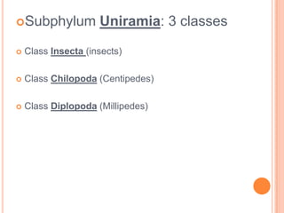 ~Invertebrate Phylum Arthropoda ~ Subphylum ChilicerataClass – Arachnidano antennae4 pairs of legs2 body regions - cephalothorax & abdomenspiders, scorpions, mites & ticks