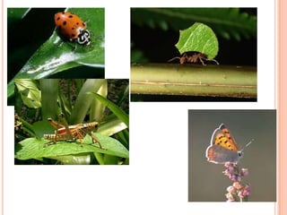 ~Invertebrate Phylum Arthropoda ~ Subphylum ChilicerataClass MerostomataHorseshoe crabsAncient group of species Changed little over 350 million years Aquatic, mostly found on Atlantic & gulf coasts of United States. 