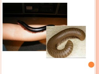 ~Invertebrate Phylum Arthropoda ~ Subphylum ChilicerataClass PycnogonidaSea spider