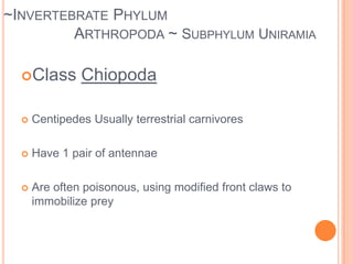 ~Invertebrate Phylum Arthropoda ~ Subphylum - Crustacea5 ClassesAquatic ones have gills2 antennae2 body regions or segmentedShrimp, lobsters, crabs, barnacles, isopodsMany species taste delicious in butter