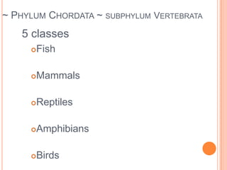 Subphylum Uniramia: 3 classesClass Insecta (insects) Class Chilopoda (Centipedes) Class Diplopoda (Millipedes)