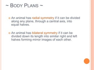 ~Body Plans ~Animals that are irregular in shape are asymmetrical.Animals that are regular in shape are symmetrical.