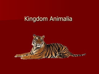 Kingdom Animalia
 