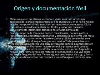 Origen y documentación fósil
• Mientras que en las plantas se conocen varias series de formas que
  conducen de la organización unicelular a la pluricelular, en el Reino Animal
  se sabe muy poco sobre la transición entre protozoos y metazoos. Dicha
  transición no está documentada por fósiles y las formas recientes
  supuestamente intermedias tampoco nos ayudan demasiado.
• En este campo de la transición pueden mencionarse, por una parte, a
  Proterospongia, coanoflagelado marino y planctónico que forma una masa
  gelatinosa con coanocitos en la parte exterior y células ameboides en el
  interior, y por otra al pequeño organismo marino Trichoplax adhaerens
  (filo placozoos) que forma una placa cerrada por epitelio pavimentosos en
  la parte dorsal y cilíndrico en la parte central, y presenta en la cavidad
  interior células en forma de estrella; se reproduce por yemas flageladas y
  huevos. Otra forma sencilla de metazoo es Xenoturbella, que vive sobre
  los fondos fangosos del mar. Tienen algunos centímetros de largo y forma
  de hoja, una boca ventral que conduce a un estómago en forma de saco.
 