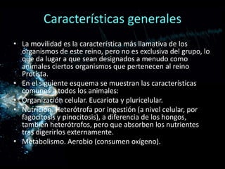 Características generales
• La movilidad es la característica más llamativa de los
  organismos de este reino, pero no es exclusiva del grupo, lo
  que da lugar a que sean designados a menudo como
  animales ciertos organismos que pertenecen al reino
  Protista.
• En el siguiente esquema se muestran las características
  comunes a todos los animales:
• Organización celular. Eucariota y pluricelular.
• Nutrición. Heterótrofa por ingestión (a nivel celular, por
  fagocitosis y pinocitosis), a diferencia de los hongos,
  también heterótrofos, pero que absorben los nutrientes
  tras digerirlos externamente.
• Metabolismo. Aerobio (consumen oxígeno).
 