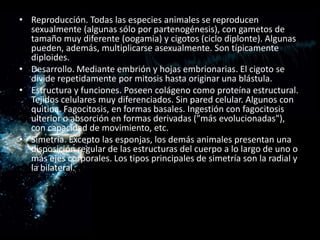 • Reproducción. Todas las especies animales se reproducen
  sexualmente (algunas sólo por partenogénesis), con gametos de
  tamaño muy diferente (oogamia) y cigotos (ciclo diplonte). Algunas
  pueden, además, multiplicarse asexualmente. Son típicamente
  diploides.
• Desarrollo. Mediante embrión y hojas embrionarias. El cigoto se
  divide repetidamente por mitosis hasta originar una blástula.
• Estructura y funciones. Poseen colágeno como proteína estructural.
  Tejidos celulares muy diferenciados. Sin pared celular. Algunos con
  quitina. Fagocitosis, en formas basales. Ingestión con fagocitosis
  ulterior o absorción en formas derivadas ("más evolucionadas"),
  con capacidad de movimiento, etc.
• Simetría. Excepto las esponjas, los demás animales presentan una
  disposición regular de las estructuras del cuerpo a lo largo de uno o
  más ejes corporales. Los tipos principales de simetría son la radial y
  la bilateral.
 