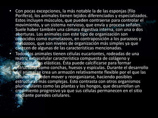 • Con pocas excepciones, la más notable la de las esponjas (filo
  Porifera), los animales tienen tejidos diferenciados y especializados.
  Estos incluyen músculos, que pueden contraerse para controlar el
  movimiento, y un sistema nervioso, que envía y procesa señales.
  Suele haber también una cámara digestiva interna, con una o dos
  aberturas. Los animales con este tipo de organización son
  conocidos como eumetazoos, en contraposición a los parazoos y
  mesozoos, que son niveles de organización más simples ya que
  carecen de algunas de las características mencionadas.
• Todos los animales tienen células eucariontes, rodeadas de una
  matriz extracelular característica compuesta de colágeno y
  glicoproteínas elásticas. Ésta puede calcificarse para formar
  estructuras como conchas, huesos y espículas. Durante el desarrollo
  del animal se crea un armazón relativamente flexible por el que las
  células se pueden mover y reorganizarse, haciendo posibles
  estructuras más complejas. Esto contrasta con otros organismos
  pluricelulares como las plantas y los hongos, que desarrollan un
  crecimiento progresivo ya que sus células permanecen en el sitio
  mediante paredes celulares.
 