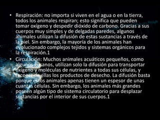 • Respiración: no importa si viven en el agua o en la tierra,
  todos los animales respiran; esto significa que pueden
  tomar oxígeno y despedir dióxido de carbono. Gracias a sus
  cuerpos muy simples y de delgadas paredes, algunos
  animales utilizan la difusión de estas sustancias a través de
  la piel. Sin embargo, la mayoría de los animales han
  evolucionado complejos tejidos y sistemas orgánicos para
  la respiración.1
• Circulación: Muchos animales acuáticos pequeños, como
  algunos gusanos, utilizan solo la difusión para transportar
  oxígeno y moléculas de nutrientes a todas sus células, y
  recoger de ellas los productos de desecho. La difusión basta
  porque estos animales apenas tienen un espesor de unas
  cuantas células. Sin embargo, los animales más grandes
  poseen algún tipo de sistema circulatorio para desplazar
  sustancias por el interior de sus cuerpos.1
 