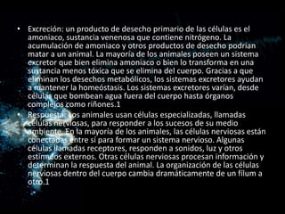 • Excreción: un producto de desecho primario de las células es el
  amoniaco, sustancia venenosa que contiene nitrógeno. La
  acumulación de amoniaco y otros productos de desecho podrían
  matar a un animal. La mayoría de los animales poseen un sistema
  excretor que bien elimina amoniaco o bien lo transforma en una
  sustancia menos tóxica que se elimina del cuerpo. Gracias a que
  eliminan los desechos metabólicos, los sistemas excretores ayudan
  a mantener la homeóstasis. Los sistemas excretores varían, desde
  células que bombean agua fuera del cuerpo hasta órganos
  complejos como riñones.1
• Respuesta: Los animales usan células especializadas, llamadas
  células nerviosas, para responder a los sucesos de su medio
  ambiente. En la mayoría de los animales, las células nerviosas están
  conectadas entre sí para formar un sistema nervioso. Algunas
  células llamadas receptores, responden a sonidos, luz y otros
  estímulos externos. Otras células nerviosas procesan información y
  determinan la respuesta del animal. La organización de las células
  nerviosas dentro del cuerpo cambia dramáticamente de un fílum a
  otro.1
 