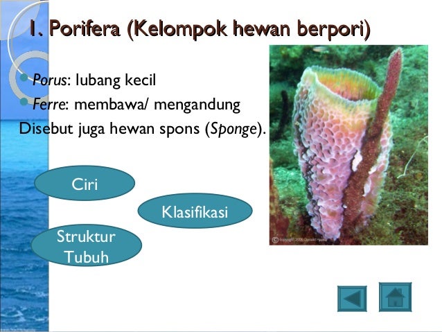 Contoh Hewan Invertebrata Laut - Contoh Yes