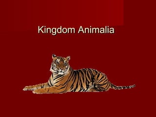 Kingdom AnimaliaKingdom Animalia
 