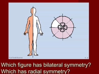 Which figure has bilateral symmetry?Which figure has bilateral symmetry?
Which has radial symmetry?Which has radial symmetry?
 
