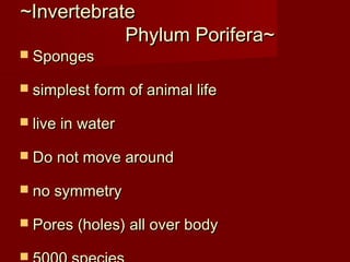 ~Invertebrate~Invertebrate
Phylum Porifera~Phylum Porifera~
 SpongesSponges
 simplest form of animal lifesimplest form of animal life
 live in waterlive in water
 Do not move aroundDo not move around
 no symmetryno symmetry
 Pores (holes) all over bodyPores (holes) all over body

 