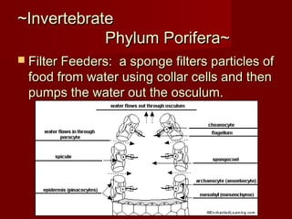 ~Invertebrate~Invertebrate
Phylum Porifera~Phylum Porifera~
 Filter Feeders: a sponge filters particles ofFilter Feeders: a sponge filters particles of
food from water using collar cells and thenfood from water using collar cells and then
pumps the water out the osculum.pumps the water out the osculum.
 