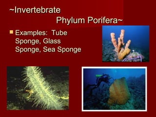 ~Invertebrate~Invertebrate
Phylum Porifera~Phylum Porifera~
 Examples: TubeExamples: Tube
Sponge, GlassSponge, Glass
Sponge, Sea SpongeSponge, Sea Sponge
 