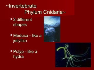 ~Invertebrate~Invertebrate
Phylum Cnidaria~Phylum Cnidaria~
 2 different2 different
shapesshapes
 Medusa - like aMedusa - like a
jellyfishjellyfish
 Polyp - like aPolyp - like a
hydrahydra
 