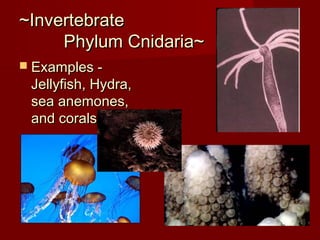 ~Invertebrate~Invertebrate
Phylum Cnidaria~Phylum Cnidaria~
 Examples -Examples -
Jellyfish, Hydra,Jellyfish, Hydra,
sea anemones,sea anemones,
and coralsand corals
 