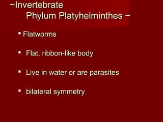 ~Invertebrate~Invertebrate
Phylum Platyhelminthes ~Phylum Platyhelminthes ~
 FlatwormsFlatworms
 Flat, ribbon-like bodyFlat, ribbon-like body
 Live in water or are parasitesLive in water or are parasites
 bilateral symmetrybilateral symmetry
 