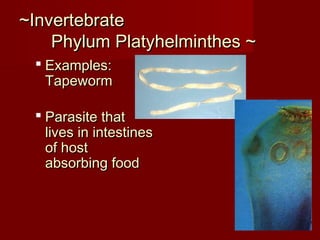 ~Invertebrate~Invertebrate
Phylum Platyhelminthes ~Phylum Platyhelminthes ~
 Examples:Examples:
TapewormTapeworm
 Parasite thatParasite that
lives in intestineslives in intestines
of hostof host
absorbing foodabsorbing food
 