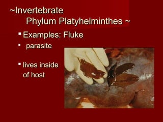 ~Invertebrate~Invertebrate
Phylum Platyhelminthes ~Phylum Platyhelminthes ~
 Examples: FlukeExamples: Fluke
 parasiteparasite
 lives insidelives inside
of hostof host
 