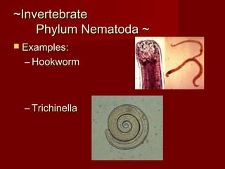 ~Invertebrate~Invertebrate
Phylum Nematoda ~Phylum Nematoda ~
 Examples:Examples:
– HookwormHookworm
– TrichinellaTrichinella
 