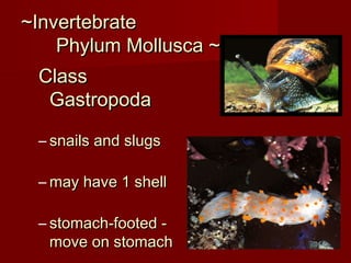 ~Invertebrate~Invertebrate
Phylum Mollusca ~Phylum Mollusca ~
ClassClass
GastropodaGastropoda
– snails and slugssnails and slugs
– may have 1 shellmay have 1 shell
– stomach-footed -stomach-footed -
move on stomachmove on stomach
 