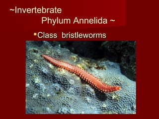 ~Invertebrate
Phylum Annelida ~
Class bristlewormsClass bristleworms
 
