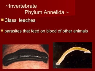 ~Invertebrate
Phylum Annelida ~
 Class leechesClass leeches
 parasites that feed on blood of other animalsparasites that feed on blood of other animals
 