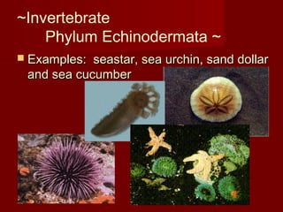~Invertebrate
Phylum Echinodermata ~
 Examples: seastar, sea urchin, sand dollarExamples: seastar, sea urchin, sand dollar
and sea cucumberand sea cucumber
 