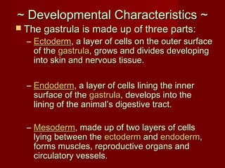 ~ Developmental Characteristics ~~ Developmental Characteristics ~
 The gastrula isThe gastrula is made up of three parts:made up of three parts:
– EctodermEctoderm, a layer of cells on the outer surfacea layer of cells on the outer surface
of theof the gastrulagastrula,, grows and divides developinggrows and divides developing
into skin and nervous tissue.into skin and nervous tissue.
– EndodermEndoderm, a layer of cells lining the innera layer of cells lining the inner
surface of thesurface of the gastrulagastrula,, develops into thedevelops into the
lining of the animal’s digestive tract.lining of the animal’s digestive tract.
– MesodermMesoderm, made up of two layers of cells, made up of two layers of cells
lying between thelying between the ectodermectoderm andand endodermendoderm,,
forms muscles, reproductive organs andforms muscles, reproductive organs and
circulatory vessels.circulatory vessels.
 