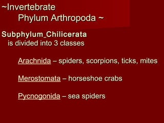 SubphylumSubphylum ChilicerataChilicerata
is divided into 3 classesis divided into 3 classes
Arachnida – spiders, scorpions, ticks, mites– spiders, scorpions, ticks, mites
Merostomata – horseshoe crabs– horseshoe crabs
Pycnogonida – sea spiders– sea spiders
~Invertebrate~Invertebrate
Phylum Arthropoda ~Phylum Arthropoda ~
 