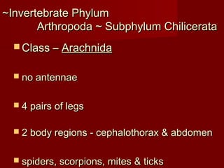 ~Invertebrate Phylum~Invertebrate Phylum
Arthropoda ~ Subphylum ChilicerataArthropoda ~ Subphylum Chilicerata
 Class –Class – ArachnidaArachnida
 no antennaeno antennae
 4 pairs of legs4 pairs of legs
 2 body regions - cephalothorax & abdomen2 body regions - cephalothorax & abdomen
 spiders, scorpions, mites & ticksspiders, scorpions, mites & ticks
 