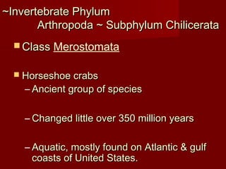 ~Invertebrate Phylum~Invertebrate Phylum
Arthropoda ~ Subphylum ChilicerataArthropoda ~ Subphylum Chilicerata
 ClassClass Merostomata
 Horseshoe crabsHorseshoe crabs
– Ancient group of speciesAncient group of species
– Changed little over 350 million yearsChanged little over 350 million years
– Aquatic, mostly found on Atlantic & gulfAquatic, mostly found on Atlantic & gulf
coasts of United States.coasts of United States.
 