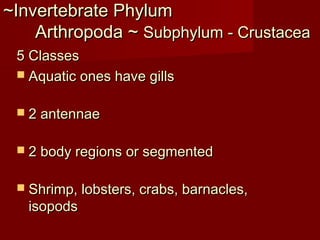 ~Invertebrate Phylum~Invertebrate Phylum
Arthropoda ~Arthropoda ~ Subphylum - CrustaceaSubphylum - Crustacea
5 Classes5 Classes
 Aquatic ones have gillsAquatic ones have gills
 2 antennae2 antennae
 2 body regions or segmented2 body regions or segmented
 Shrimp, lobsters, crabs, barnacles,Shrimp, lobsters, crabs, barnacles,
isopodsisopods
 