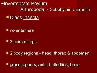 ~Invertebrate Phylum~Invertebrate Phylum
Arthropoda ~Arthropoda ~ Subphylum UniramiaSubphylum Uniramia
 ClassClass InsectaInsecta
 no antennaeno antennae
 3 pairs of legs3 pairs of legs
 2 body regions - head, thorax & abdomen2 body regions - head, thorax & abdomen
 grasshoppers, ants, butterflies, beesgrasshoppers, ants, butterflies, bees
 