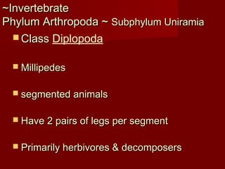 ~Invertebrate~Invertebrate
Phylum Arthropoda ~Phylum Arthropoda ~ Subphylum UniramiaSubphylum Uniramia
 ClassClass Diplopoda
 MillipedesMillipedes
 segmented animalssegmented animals
 Have 2 pairs of legs per segmentHave 2 pairs of legs per segment
 Primarily herbivores & decomposersPrimarily herbivores & decomposers
 