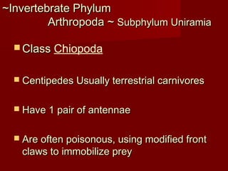 ~Invertebrate Phylum~Invertebrate Phylum
Arthropoda ~Arthropoda ~ Subphylum UniramiaSubphylum Uniramia
 ClassClass Chiopoda
 Centipedes Usually terrestrial carnivoresCentipedes Usually terrestrial carnivores
 Have 1 pair of antennaeHave 1 pair of antennae
 Are often poisonous, using modified frontAre often poisonous, using modified front
claws to immobilize preyclaws to immobilize prey
 