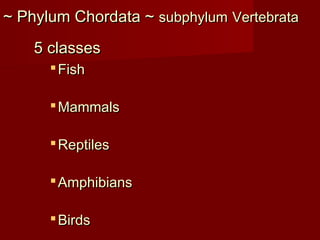 ~ Phylum Chordata ~~ Phylum Chordata ~ subphylumsubphylum VertebrataVertebrata
5 classes5 classes
 FishFish
 MammalsMammals
 ReptilesReptiles
 AmphibiansAmphibians
 BirdsBirds
 